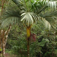 Loxococcus rupicola (Thwaites) H.Wendl. & Drude
